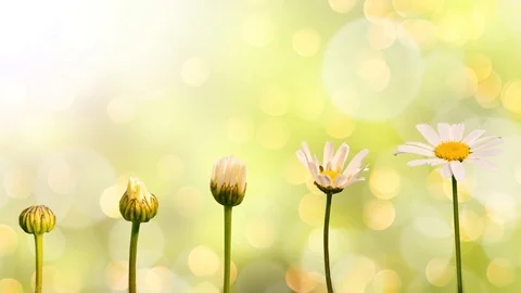 Seamless loop - Stages of growth and flowering of a daisy, moving bokeh light Stock Footage 91170988