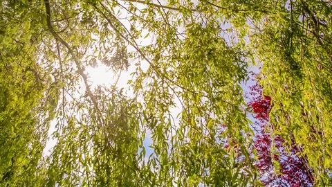 Seamless loop - sun beam between the branches of a weeping willow tree Video stock 76400072