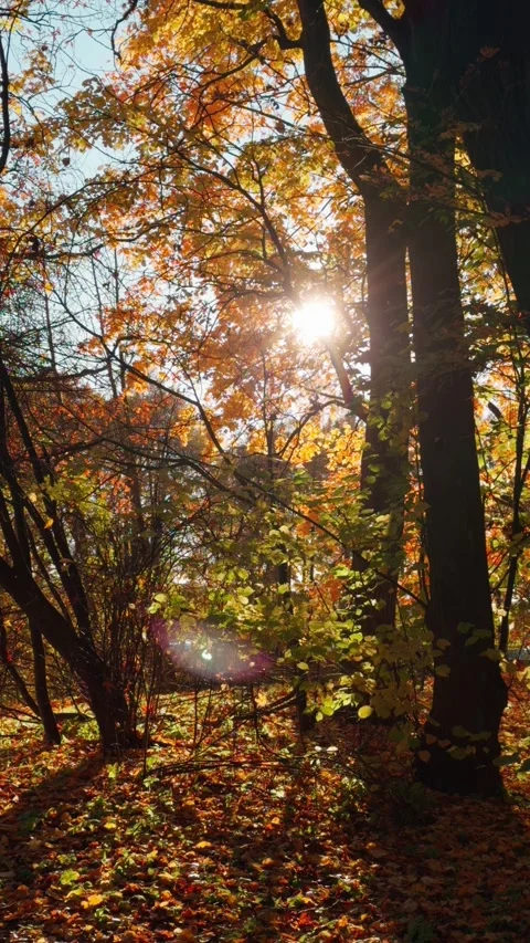 Seamless loop sunlight filtering through autumn trees with colorful leaves Stock Footage 319904149