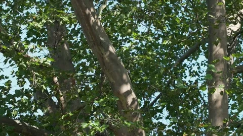 Seamless loop of sunlight through garden trees Stock Footage 346714085