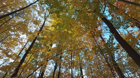 Seamless loop tall trees with vibrant autumn leaves, sunlight filtering thr.. Stock Footage 319919499