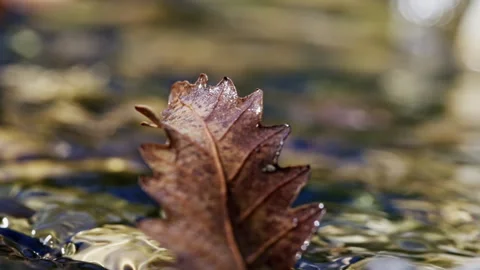 Seamless loop of upright oak leaf in flowing river water Stock Footage 345729600