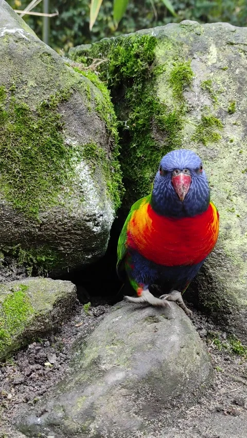 Seamless loop vertical video of colorful rainbow lorikeet parrot sitting on m Stock-Footage 341856076