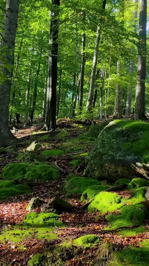 Seamless loop vertical video with sound of sunlight shining on mossy rocks in Stock Footage 341855969