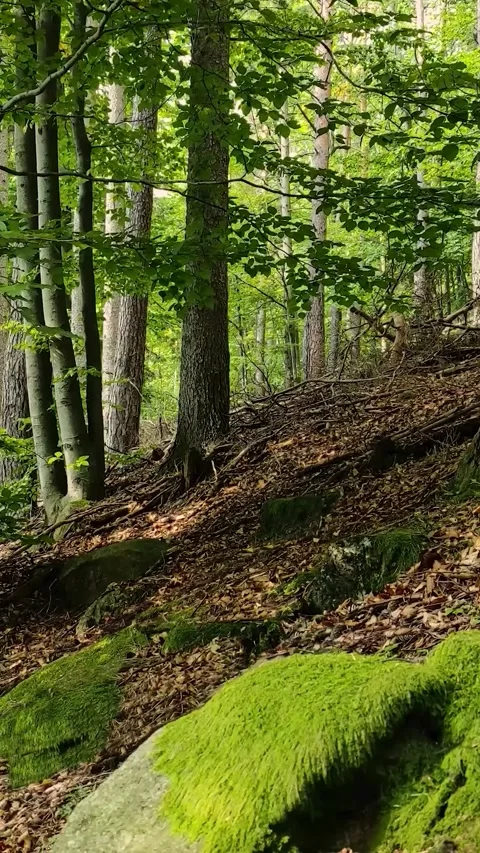 Seamless loop vertical video of vibrant green mossy rocks in a beautiful sunn Stock Footage 341856029