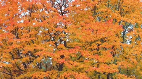 Seamless loop vibrant autumn foliage with orange and yellow leaves on trees.. Stock Footage 319435782