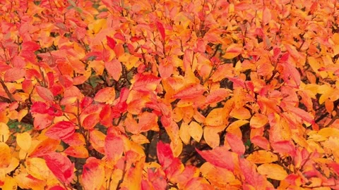 Seamless loop vibrant autumn foliage with red and orange leaves, creating a.. 스톡 동영상 319439677