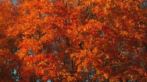 Seamless loop vibrant autumn foliage with bright orange leaves on trees tex.. Stock Footage 319912404