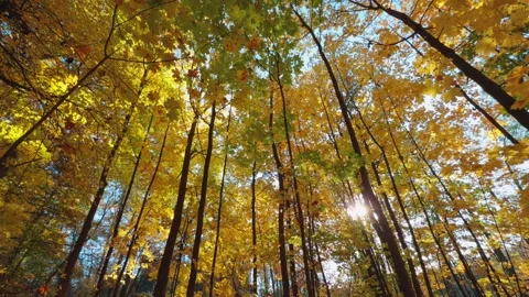 Seamless loop vibrant autumn forest with tall trees displaying bright yello.. Stock Footage 319919526