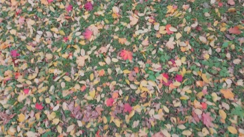 Seamless loop vibrant carpet of autumn leaves in various colors including r.. Stock Footage 319436092