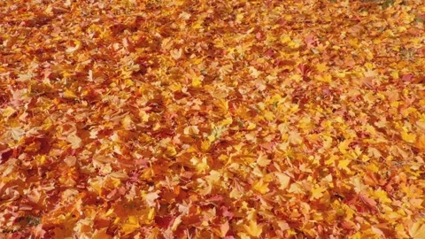 Seamless loop vibrant carpet of autumn leaves texture background in shades .. Stock Footage 319899752