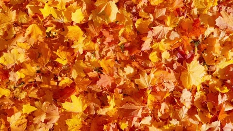 Seamless loop vibrant carpet of autumn leaves texture background in shades .. Stock Footage 319904160