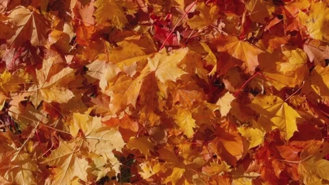 Seamless loop vibrant carpet of autumn leaves texture background in shades .. Stock Footage 319912365