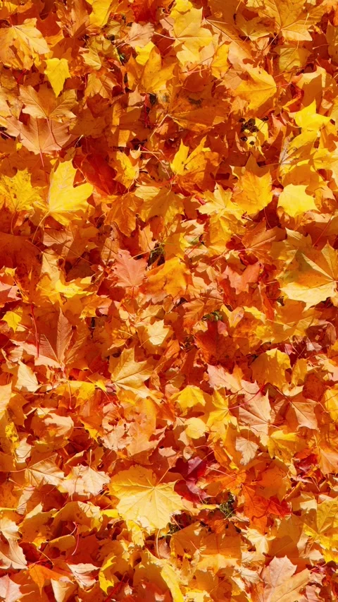 Seamless loop vibrant carpet of autumn leaves texture background in shades .. Stock Footage 319912819