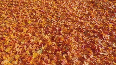 Seamless loop vibrant carpet of autumn leaves texture background in shades .. Stock Footage 319916466
