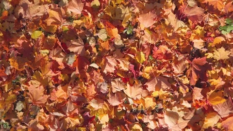 Seamless loop vibrant carpet of autumn leaves in various shades of orange, .. Stock Footage 319917999
