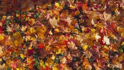 Seamless loop vibrant carpet of autumn leaves in various shades of orange, .. Stock Footage 319919429