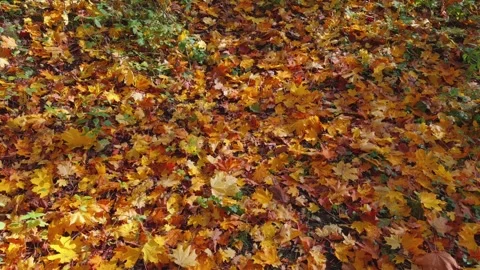 Seamless loop vibrant carpet of autumn leaves in various shades of orange, .. Stock Footage 319919663