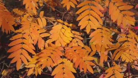 Seamless loop vibrant orange and yellow autumn leaves on branches texture b.. Stock Footage 319900148