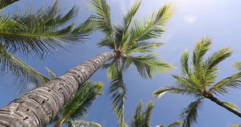 SEAMLESS LOOP VIDEO. Summer beach background palm trees against blue sky on Stock Footage 132472553