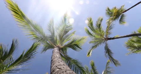 SEAMLESS LOOP VIDEO. Summer beach background palm trees against blue sky Stock Footage 220106019