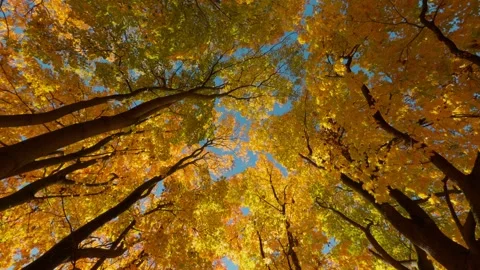 Seamless loop view looking up at autumn trees background with vibrant yello.. Stock Footage 319915757