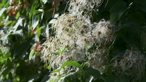 Seamless loop of white plumes among green leaves Stock Footage 346714082
