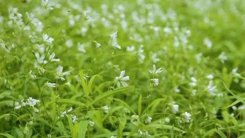 Seamless loop of wild flowers in the meadow. Wind slowly shaking white flowers Stock Footage 87138637
