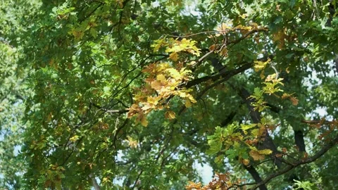 Seamless loop of yellowing leaves in sunlight Stock Footage 346714132
