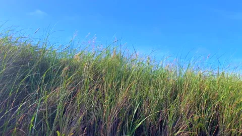 Seamless loopable dune grass blowing gently in the wind Stock Footage 158692849