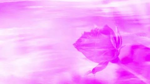 Seamless looping background shows a pink rose and water surface Stock Footage 160610337