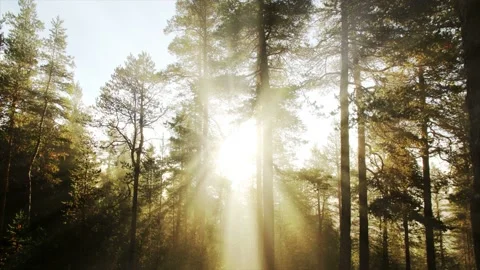 Seamless looping forest background shows pine trees and bright sunlight Stock Footage 160816426