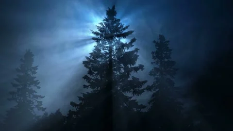 Seamless looping motion background features silhouettes of spruce trees during Stock-Footage 160660037