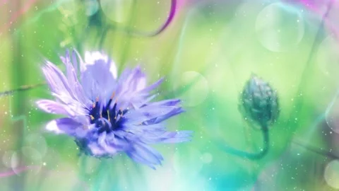Seamless looping motion background shows a close up view of a flower in a meadow Stock Footage 160599707