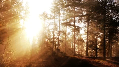 Seamless looping motion background shows a fantasy forest scenery in glowing Stock Footage 160609868