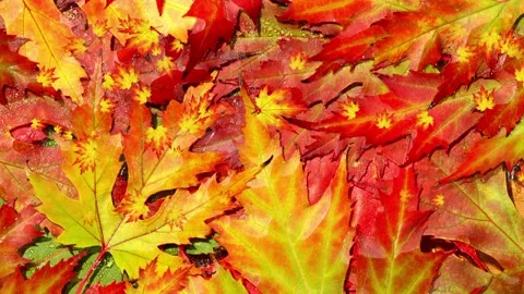 Seamless looping motion background shows glowing colorful autumn foliage Stock Footage 160609884