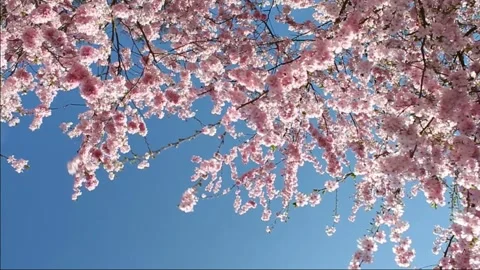 Seamless looping motion background shows a flowering sakura tree on a sunny day Stock Footage 160611164