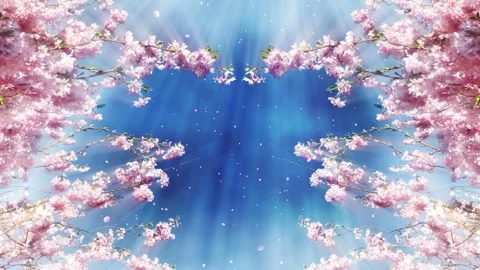 Seamless looping motion background shows branches of a flowering cherry tree Stock Footage 160658254