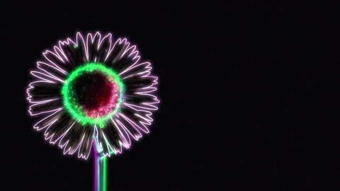 Seamless looping motion background shows a detailed daisy blossom in glowing Stock Footage 160659077