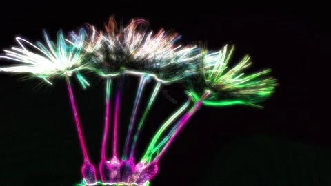 Seamless looping motion background shows a detail of a withered dandelion Stock Footage 160659238