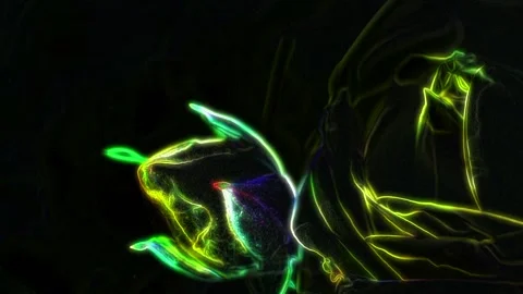 Seamless looping motion background shows a glowing rose blossom in changing neon Stock Footage 160659871