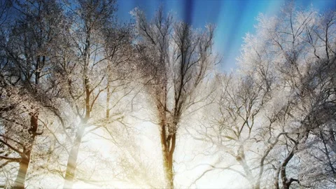Seamless looping motion background shows trees with frozen branches during Stock Footage 160666684