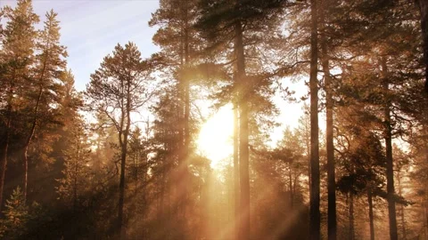 Seamless looping motion background shows a glowing fall forest in golden Stock Footage 160668449