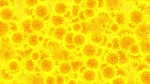 Seamless looping motion background shows countless blooming yellow dandelion Stock Footage 160669127