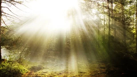 Seamless looping motion background shows a magical forest scenery with bright Stock Footage 160669162