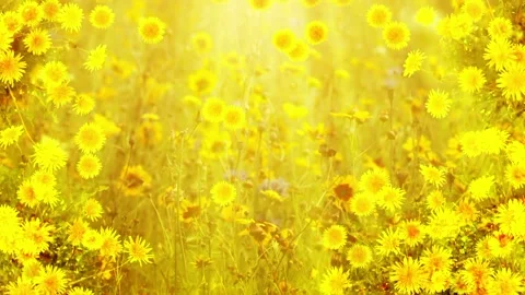 Seamless looping motion background shows a summertime flowers backdrop with Stock Footage 160672139