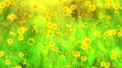 Seamless looping motion background shows raining dandelion blossoms on a green Stock Footage 160672242