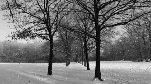 Seamless looping motion background shows trees during wintertime and animated Stock Footage 160827806