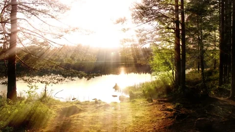 Seamless looping motion features a glowing fantasy forest scenery Stock Footage 160668806