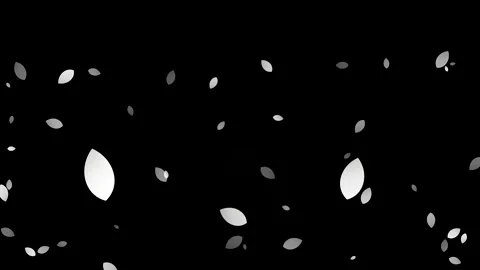 Seamless looping motion graphic of falling white petals on black Stock Footage 347134740